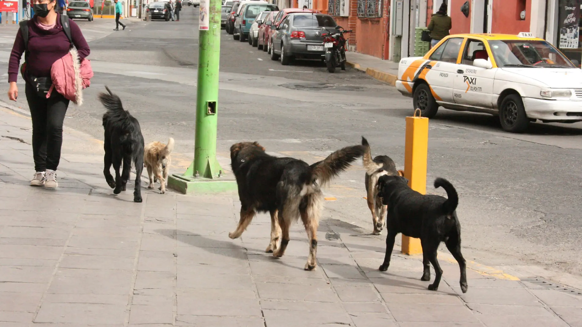 PERROS BEBEDEROS F D L VEGA (2)